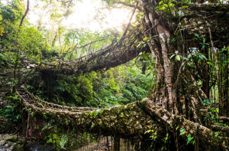 jardin - méditation : pont végétal