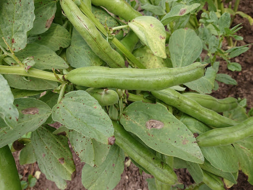 La culture de la fève en permaculture - fève