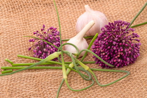 Pourquoi planter de l’ail au jardin ? - Ail fleur