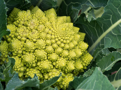 11 mai 2020 : chou romanesco