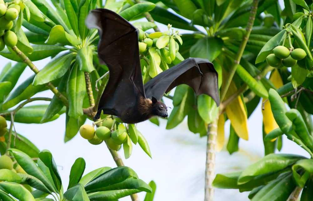 Chauve Souris