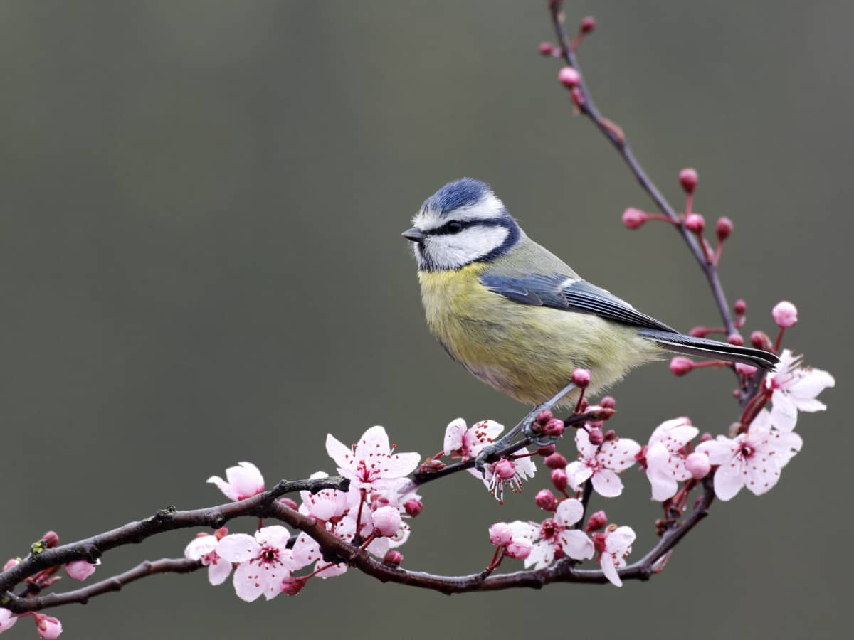 Oiseau sur une branche