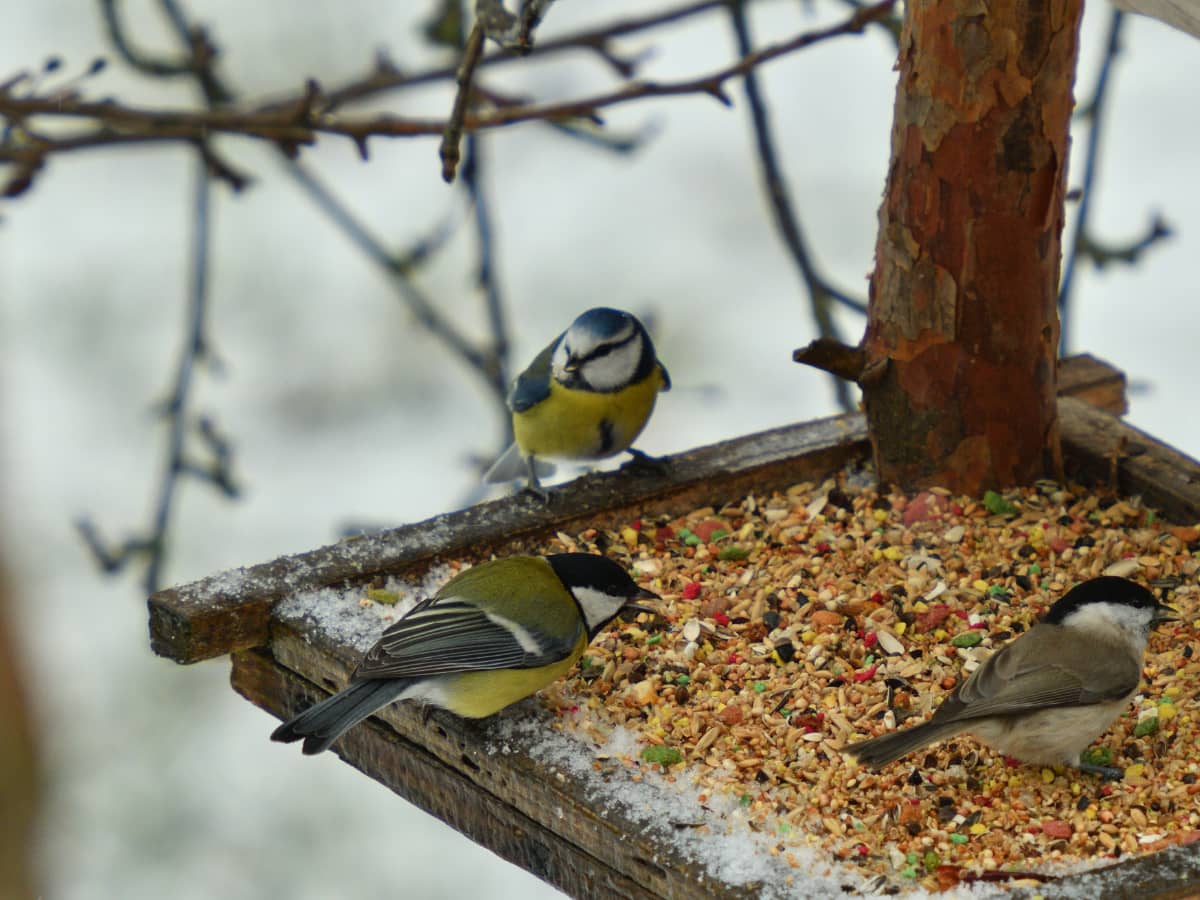 Perchoir à oiseaux