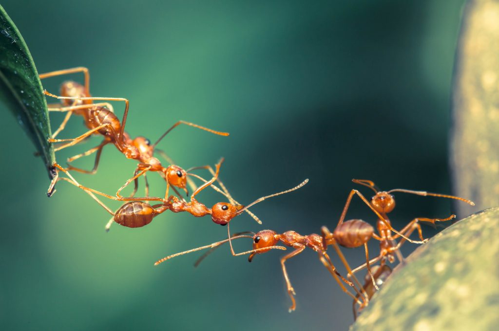 Fourmis qui travaillent