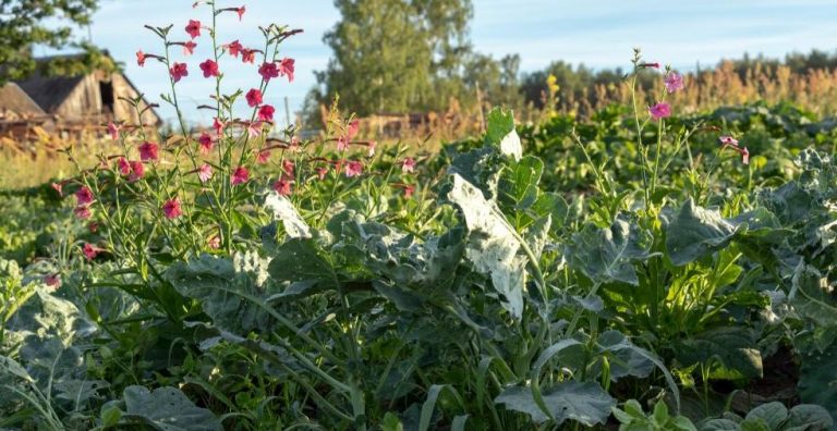 Plantes dans un champ