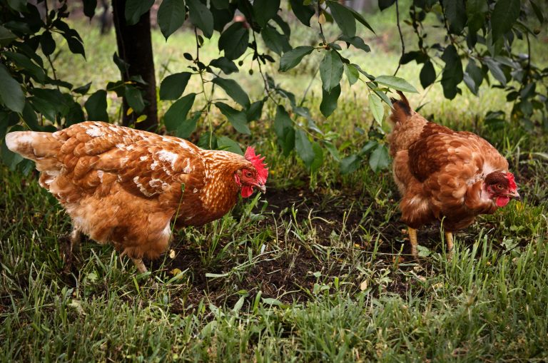 Poule au jardin