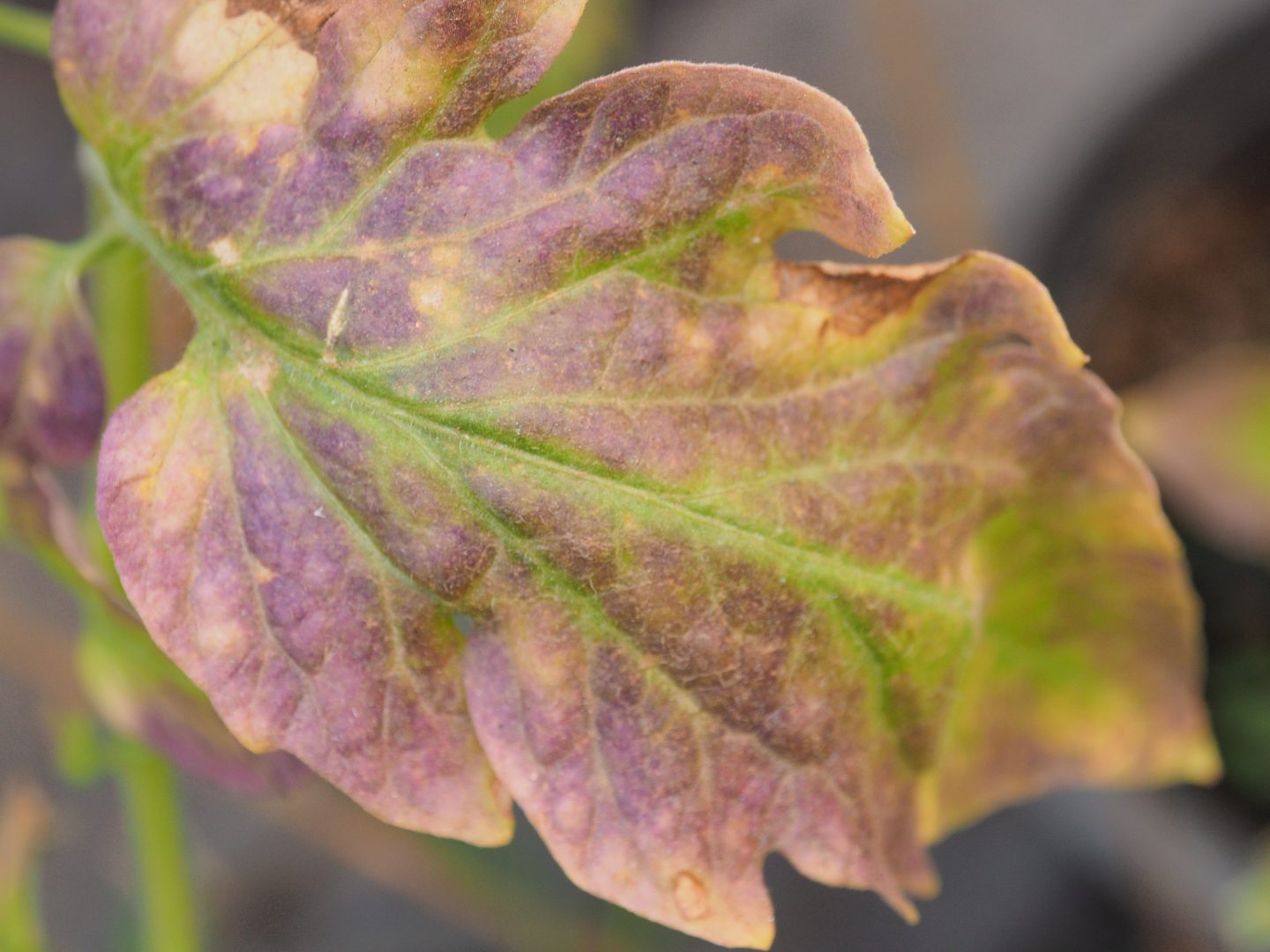 Plantes carencées… découvrez les 4 signes précurseurs pour agir à temps — free download